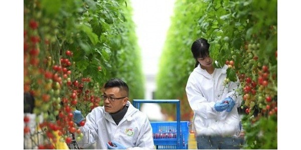 安徽肥西：用科技打造精品果蔬種植業